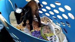 it might be lunch time?!?! ;) Share & Like Sweet Clover Farm | Sweet Clover Farm