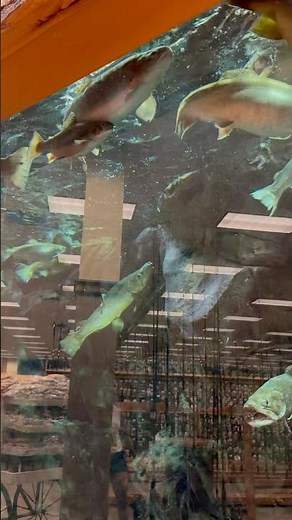 Huge trout eating at bass pro #trout #fishing #fish #fyp #bassproshop