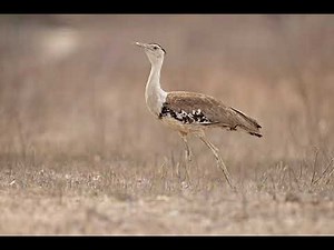 australian bustard sounds