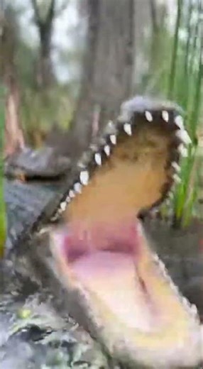 CROC ATTACK GONE VIRAL! #wildlife #crocodile #animals #nature #reptiles