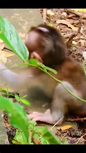 Monkey species: The baby monkey was very scared, afraid its mother would abandon it.