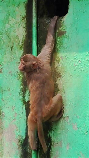 You won’t' believe what the monkey saw while hanging! 😱 #amazinganimals