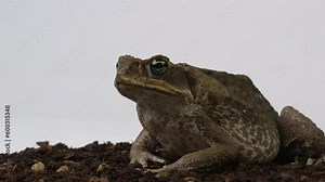 Cane Toad Marine Toad looks at camera and uses leg to brush off bugs from eye