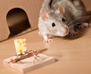 Do Rats Learn To Avoid Traps?