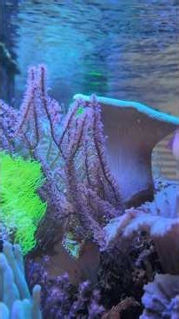 Thoughts On This Swaying Soft Coral For Your Reef Aquarium?