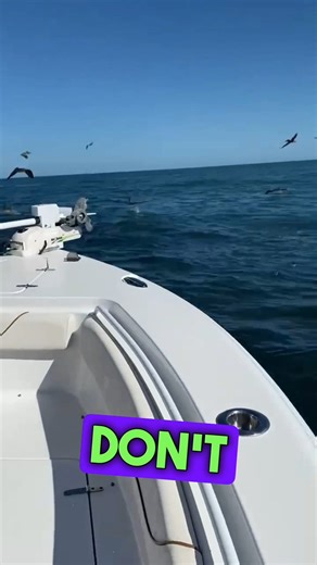 4K views · 34 reactions | Catching bait in a shark den | Whisker Seeker Tackle | Facebook