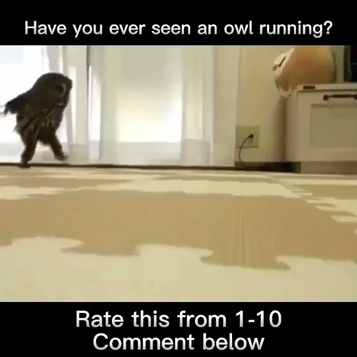 This Owl running will make your day! 🦉