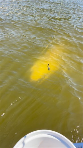 Absolute unit 😮 | Mainlanders SportFishing
