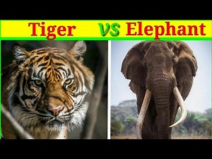 Tiger vs Elephant किसकी होगी जीत? /African bush elephant vs Siberian tiger/African elephant vs tiger