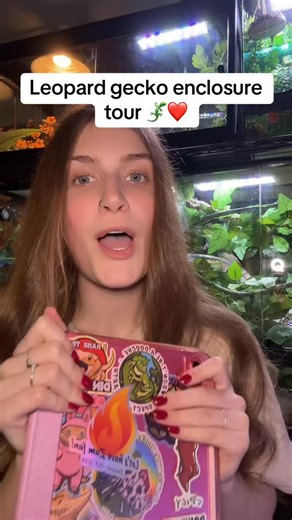 Patience’s Reptiles 🦎 | Leopard gecko enclosure tour!!!! This is an example of how you can set up a Leopard gecko enclosure! #leopardgecko #reptilekeeper #reptiles | Instagram