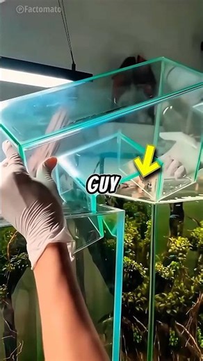 The Genius Aquarium Bridge Experiment! 🐟🔬💡