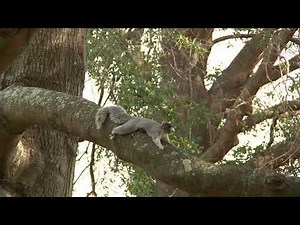 All About Fox Squirrels