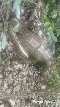Python Swallowing a spotted Deer in Bhitarkanika