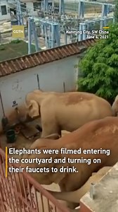 The 15 wild elephants migrating in China know how to turn on faucets to drink (see video)! They broke into locals' courtyard. Residents evacuated. They're near Kunming, where COP15 will be held. Where are they heading? Did they know COP15 has been postponed from May to Oct.? | PandaPaws