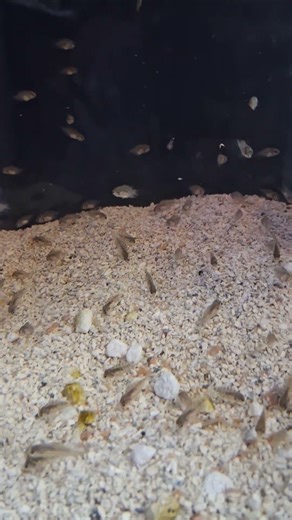 convict chiclids fry week 5#aquarium #livefish #cichlid