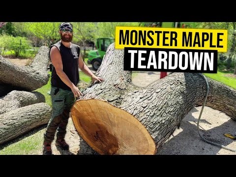 What we found inside this massive tree, shocked us!