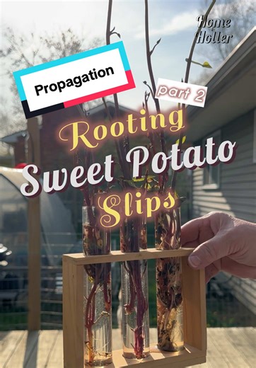 Propagation Techniques for Sweet Potato Slips
