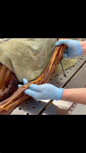Biceps can rotate your forearm #biceps #supination #exercisescience