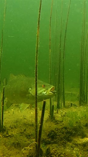 4.9K views · 29 reactions | Deals are still hot! The Blitz is on at googansquad.com. Up to 75%, rods as low as $54.99, baits as low as $1.99. Check it out before its too late. | Googan Squad | Facebook