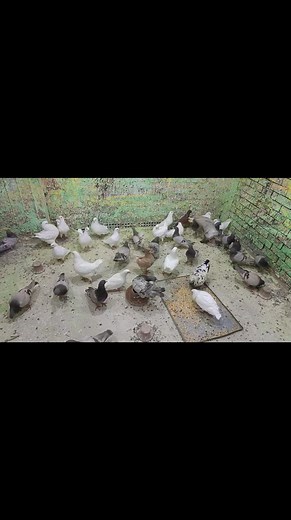 663 reactions · 102 comments | مزرعة لاحم ابيض وسلفر وكنج حلويات ابو مليكه 01094159830 | اب وو ملييكة | Facebook