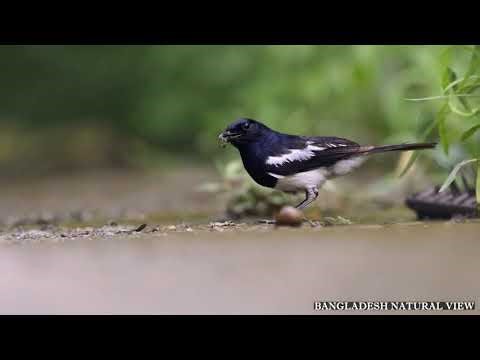 Bangladesh Natural View 🇧🇩 | Scenic Beauty of Rivers, Hills & Villages