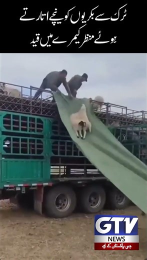 Viral Video : Goats Being Unloaded from Truck Caught on Camera | GTV #shorts