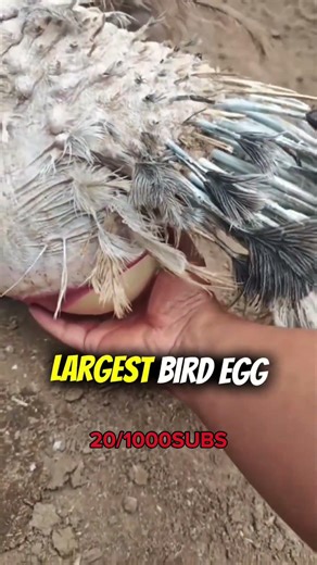 The 3 Biggest Eggs in the World 🥚🌎