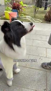 Cute Pet Debut: Meet Our Border Collies