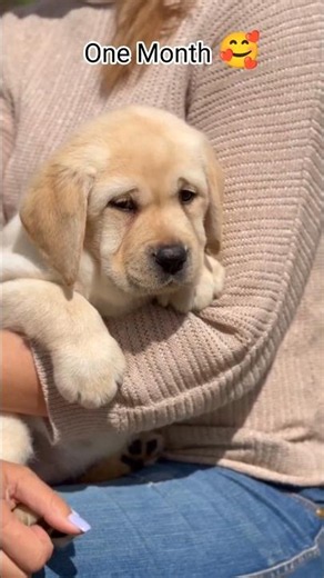 Cute Labrador Puppy Growing up Very Fast 🐾🐕‍🦺 #labrador #labradorretriever #labradorpuppy #dog