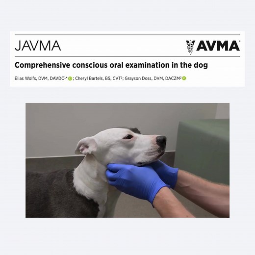Learn how to perform a comprehensive conscious oral examination on canine patients in this JAVMA Technical Tutorial Video. This practical, step-by-step demonstration highlights techniques for identifying oral abnormalities in a conscious dog, improving diagnostic accuracy and clinical confidence in everyday veterinary practice. Whether you’re a seasoned practitioner or training veterinary staff, this video offers clear insights into oral assessment protocols used in general practice. The video b