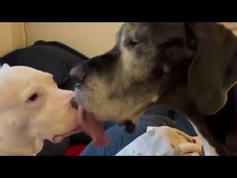 ASMR Dog Licking, Great Dane & Pit Bull