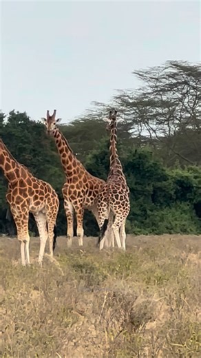 Male giraffes necking , not necessarily when they are fighting but also to practice and make their neck muscles stronger. Lake Nakuru National Park Kenya 🇰🇪 | Lenny Koshal