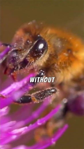 Why Are Bees SO Important 🐝🌍 #Science #Nature #Shorts