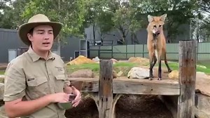 10K views · 406 reactions | MANED WOLF 力 Meet our two Maned wolves Hija and Sole ❤️ with keeper Riley Make sure to post any questions you or the kids might have about the wolves in the comments below so we can get back to you  | Hunter Valley Wildlife Park | Facebook
