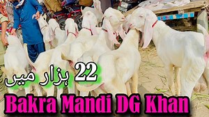 1.3K views · 51 reactions | Muhammad Sajawal Goat Farm on Reels | Facebook