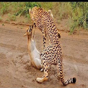 184K views · 468 reactions | The deer makes dinner for the leopard | Wild World | Facebook