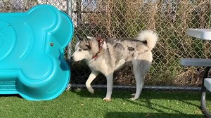 5.7K views · 68 reactions | TRANSFERRED to the Agoura SHELTER...