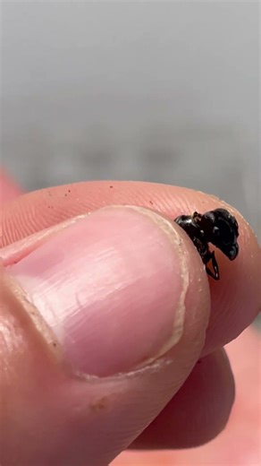 COLONY IS OVER… 🐜💔