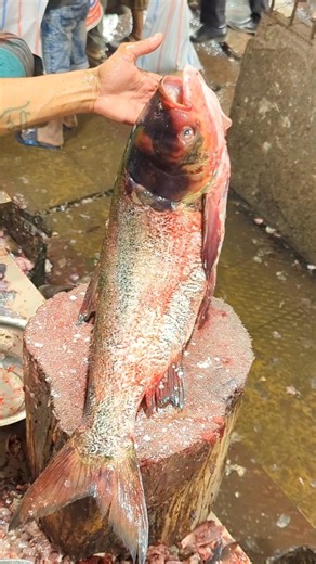 Amazing Big Head Fish Cutting Skills In Bangladesh Fish Market By Expert Cutter#1shorts