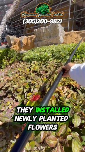 Iguana Removal For Property Managers