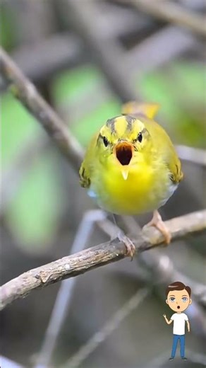 Sound Bird Eastern Crowned Warbler #animals #animalshorts #birds #birdsounds #nature