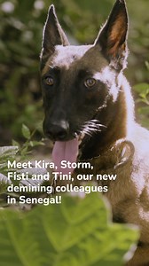 Meet our new colleagues! In #Senegal, our demining dogs are helping out in the field. 🐕💙 📸HI | Humanity & Inclusion US