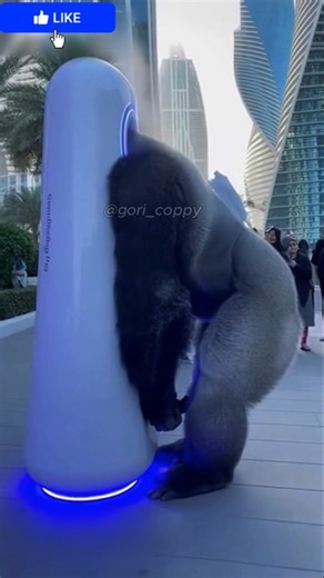 omg goodness using this machine to be handsome and get hair trimmed ! #funny #gorilla