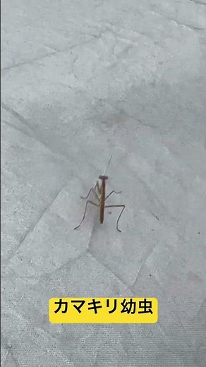 カマキリ幼虫 #カマキリ #幼虫 #モストップ #害虫防除技術研究所