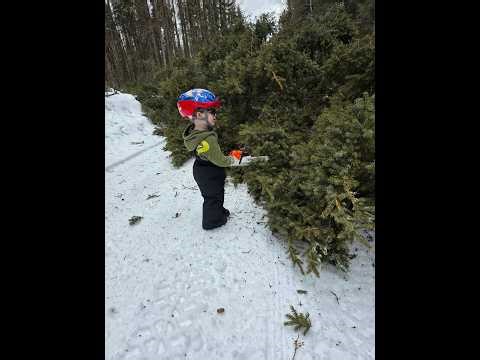 Big Tree vs Little Saw: Grandson Joins the 7-Acre Logging Crew