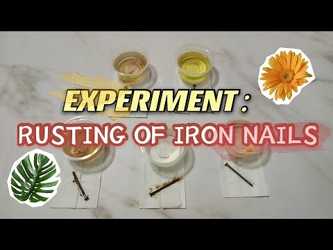 Experiment : Rusting of iron nails💦🌈