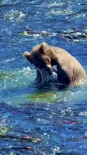 クマ動物狩猟サケ #animals #wildlife #捕食シーン ＃クマ＃ハント ＃魚 ＃鮭 #野生動物