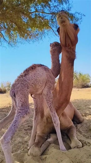 صغير الناقة حديث الولادة يقبّل أمه طلبًا للحليب 🐫💞 لحظة دافئة في صحراء ثر 🌅✨