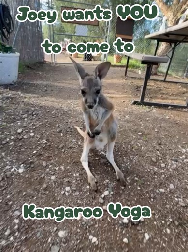 Join us for Kangaroo Yoga this Sunday🧘🏽‍♀️ We guarantee you'll hop away with a pouch full of joy & relaxation 😌 Disclaimer: The animal featured in this video is a rescue under the care of our trained volunteers and staff at the sanctuary. These animals are not pets, and we do not encourage or condone contact with wildlife. Please respect their natural behaviors and habitats. #animaltracksinc #keeptheworldwild #animalrescue #kangaroo #kangarooyoga