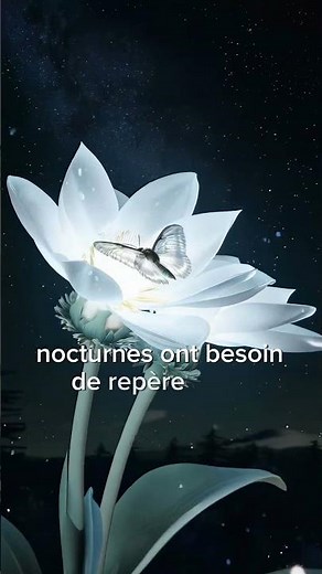 Ces fleurs attendent que le soleil disparaisse pour s’ouvrir 🌙